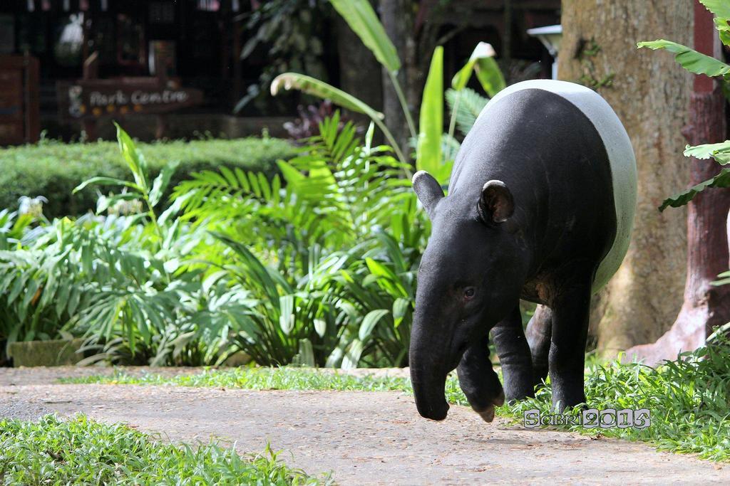 Отель Mutiara Taman Negara Куала-Тахан Экстерьер фото