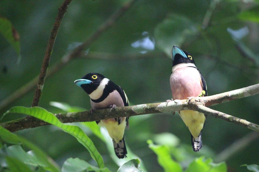 Отель Mutiara Taman Negara Куала-Тахан Экстерьер фото